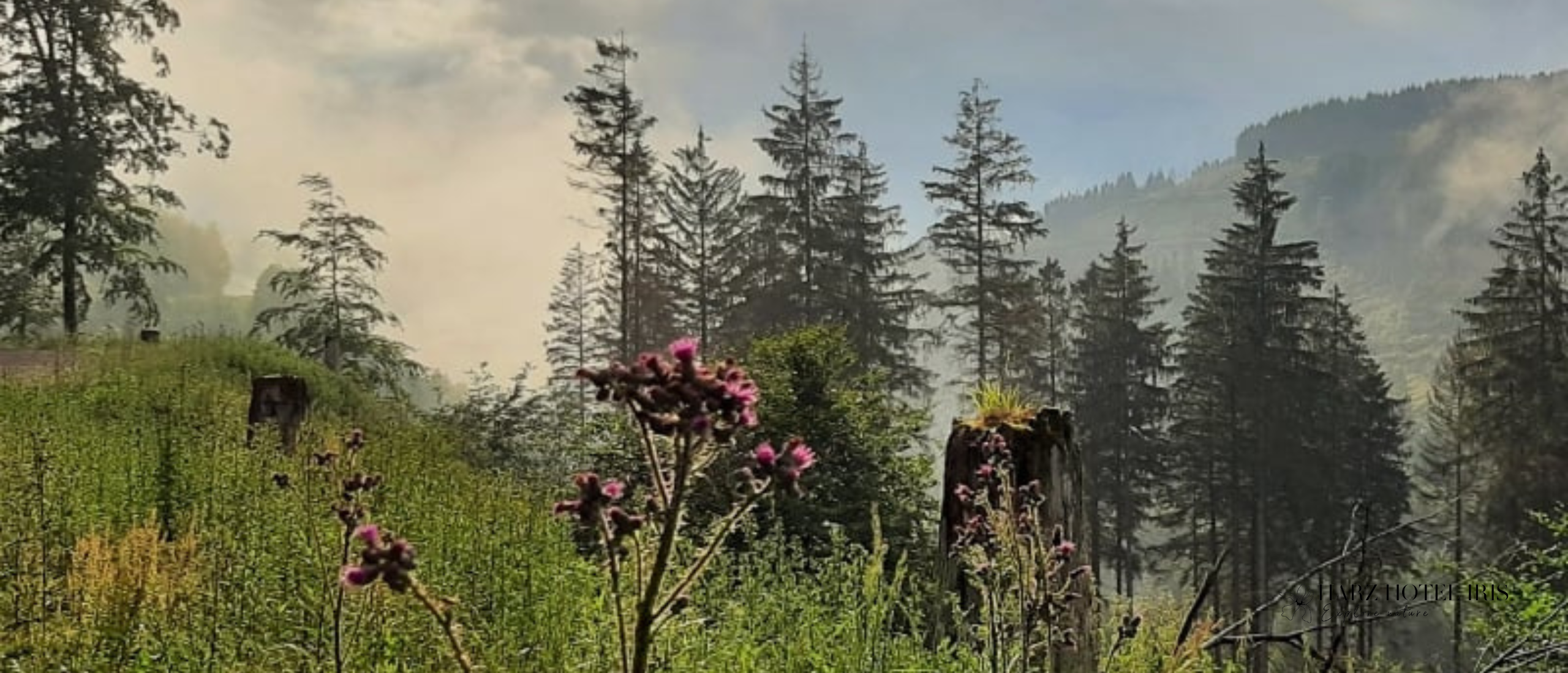 6 redenen voor een vakantie naar de Harz