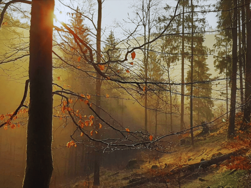 De Gouden herfst in het Siebertal in de Harz bij Harz Hotel Iris