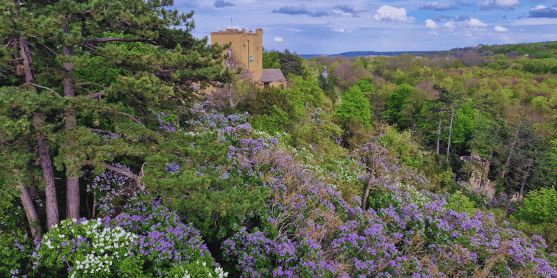 Harz Hotel Iris omgeving