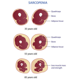 muscle mass exercise