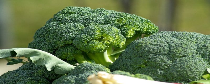 Romige broccolisoep