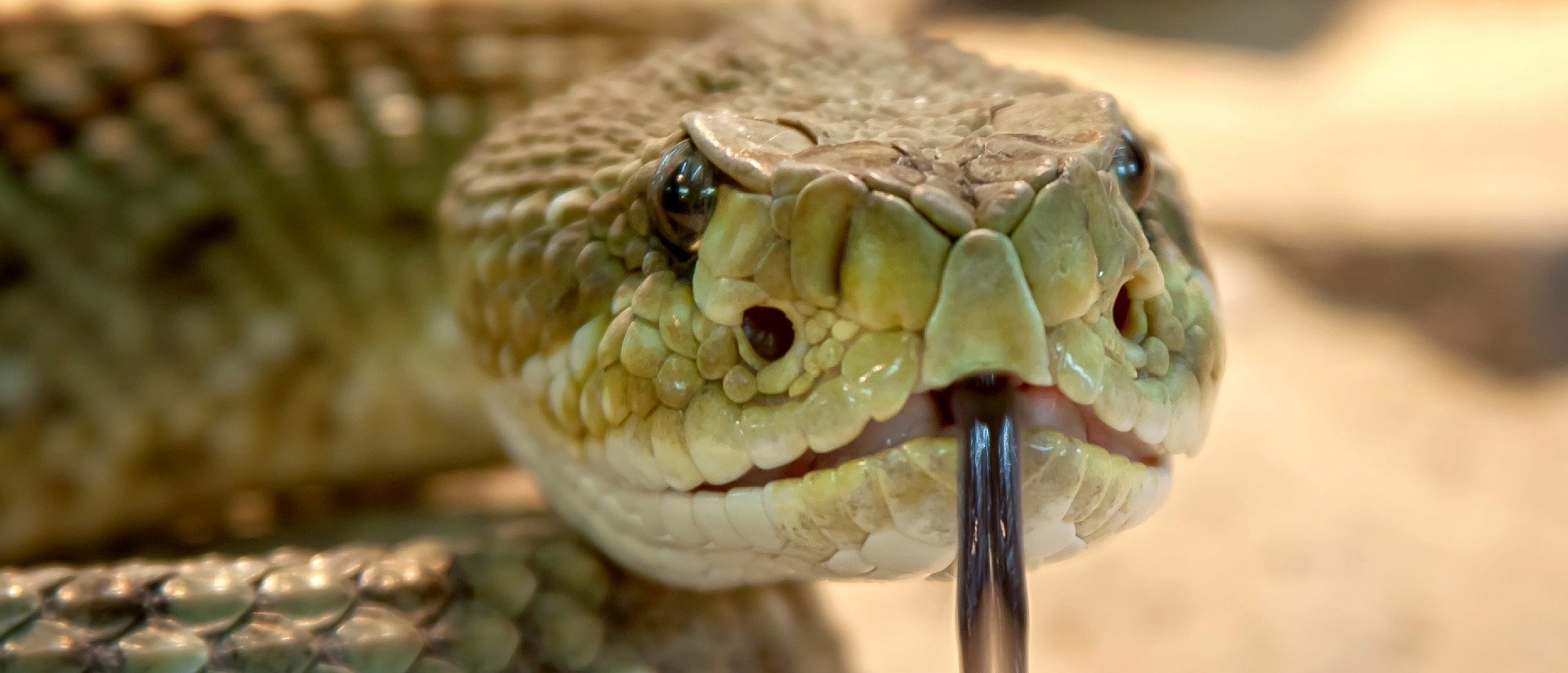 Dromen over slangen: de 7 belangrijkste thema's in de droom over een slang...