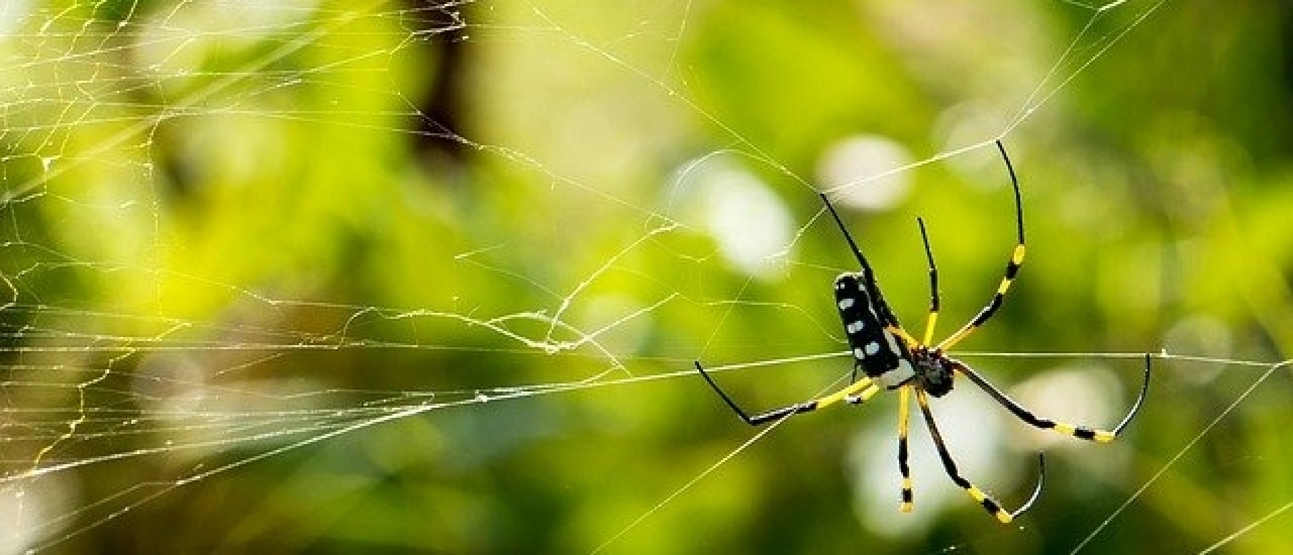 Dromen over spinnen : Wat betekent een spin in jouw droom?