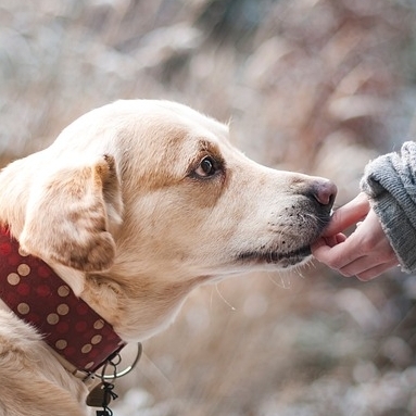 Het brein van de hond