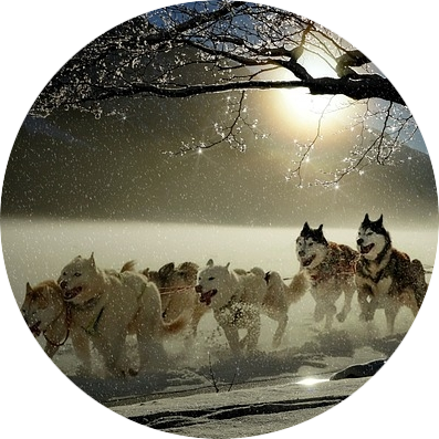 Het brein van de hond