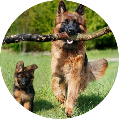 Het brein van de hond