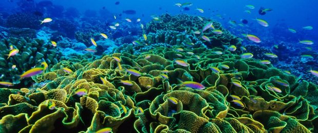 Onderwaterfotografie: 5 tips