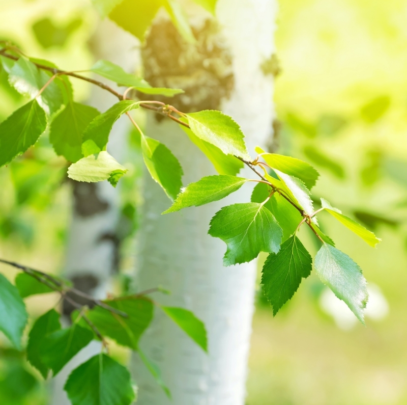 Berk - Vrouwe van het Bos