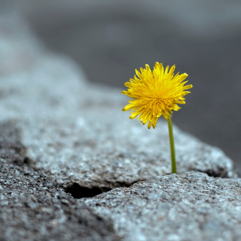 De wijsheid van Chaos