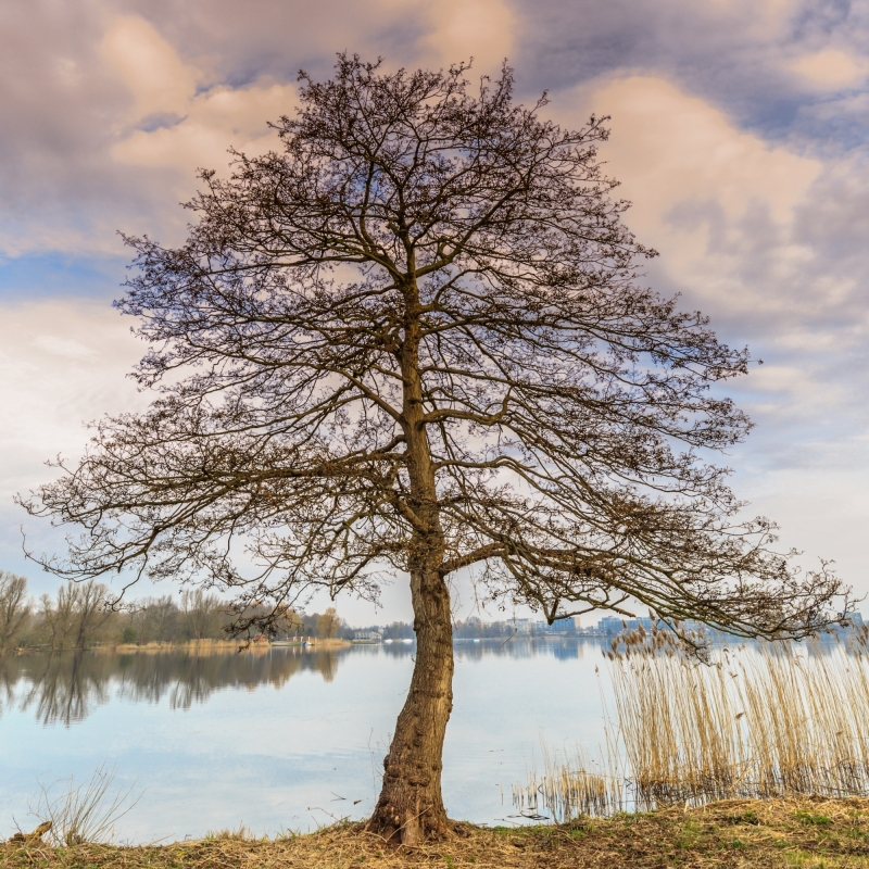 Els, boom van oerkracht en beweging Els, boom van oerkracht en beweging