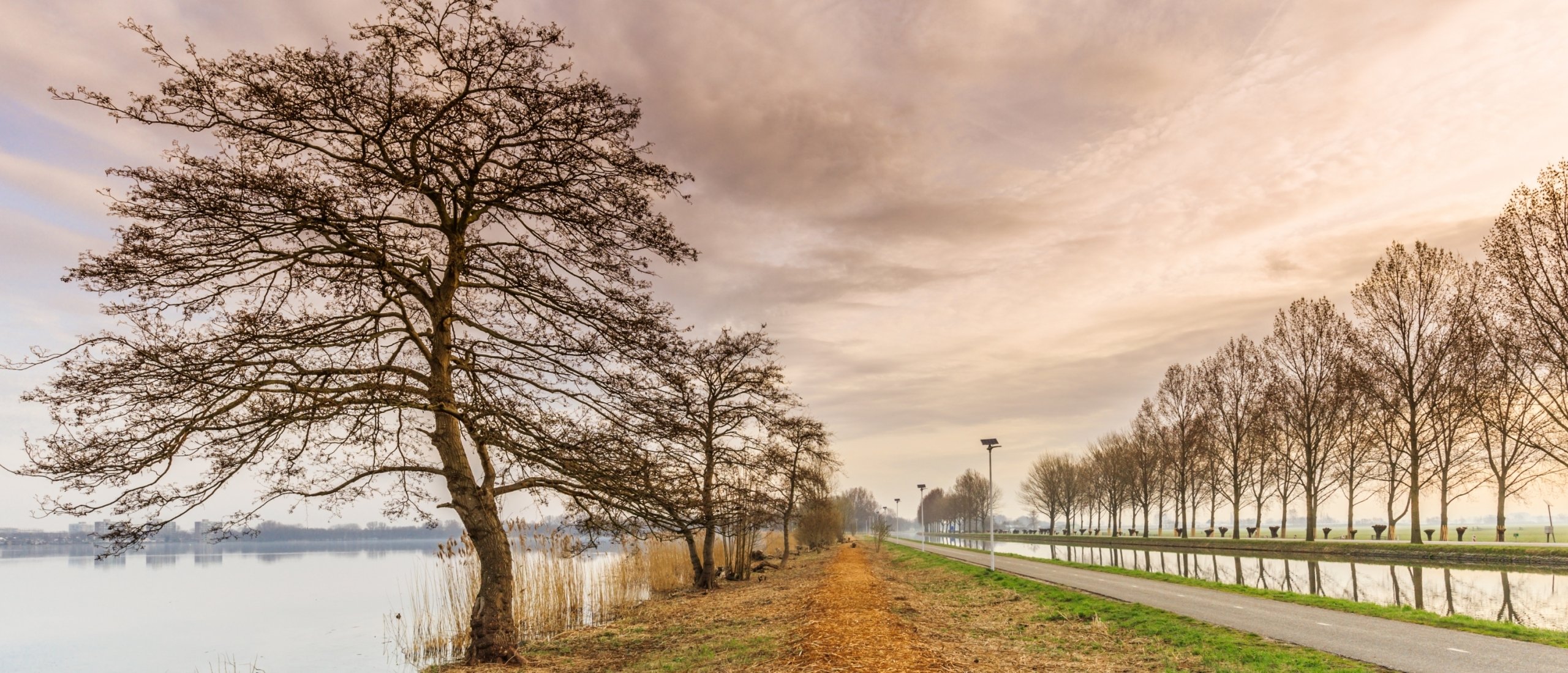 Els, boom van oerkracht en beweging
