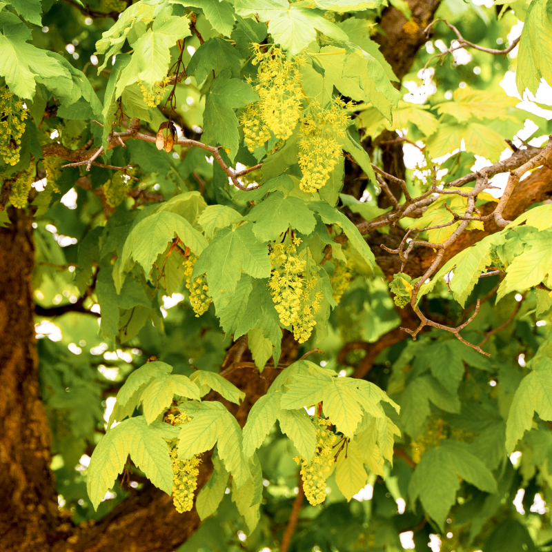 Esdoorn - Ik maak creatief