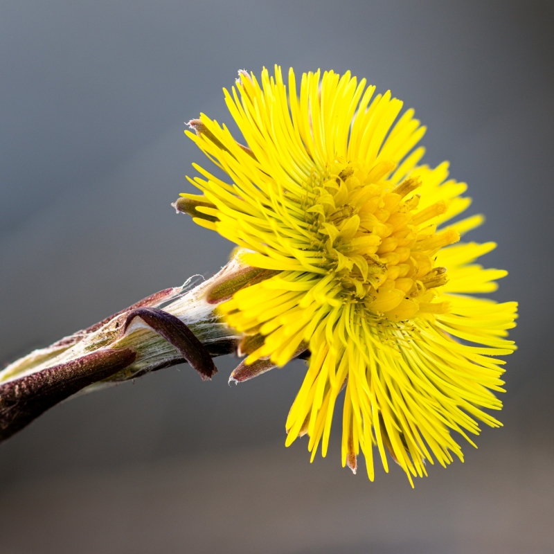 Klein Hoefblad - ik maak nieuwsgierig