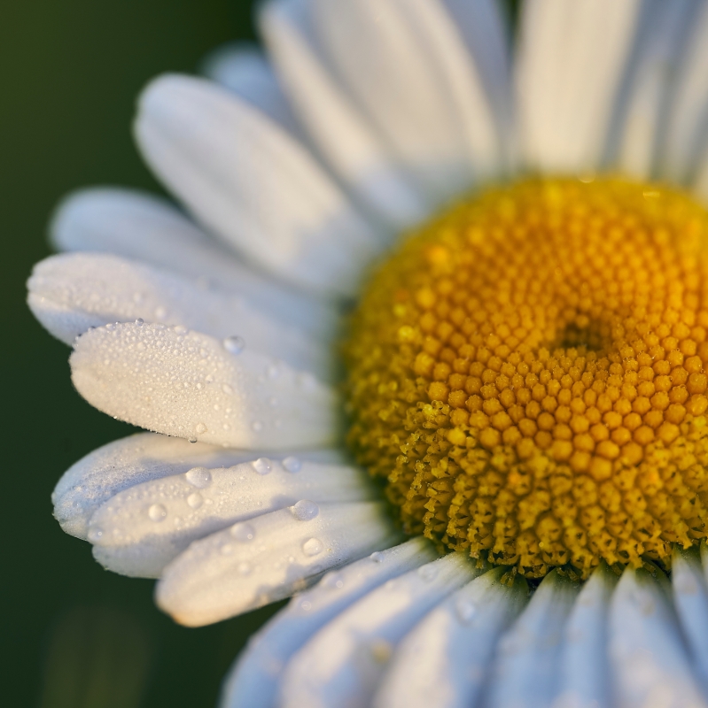 Madeliefje - Ik laat je spelen Madeliefje - Ik laat je spelen