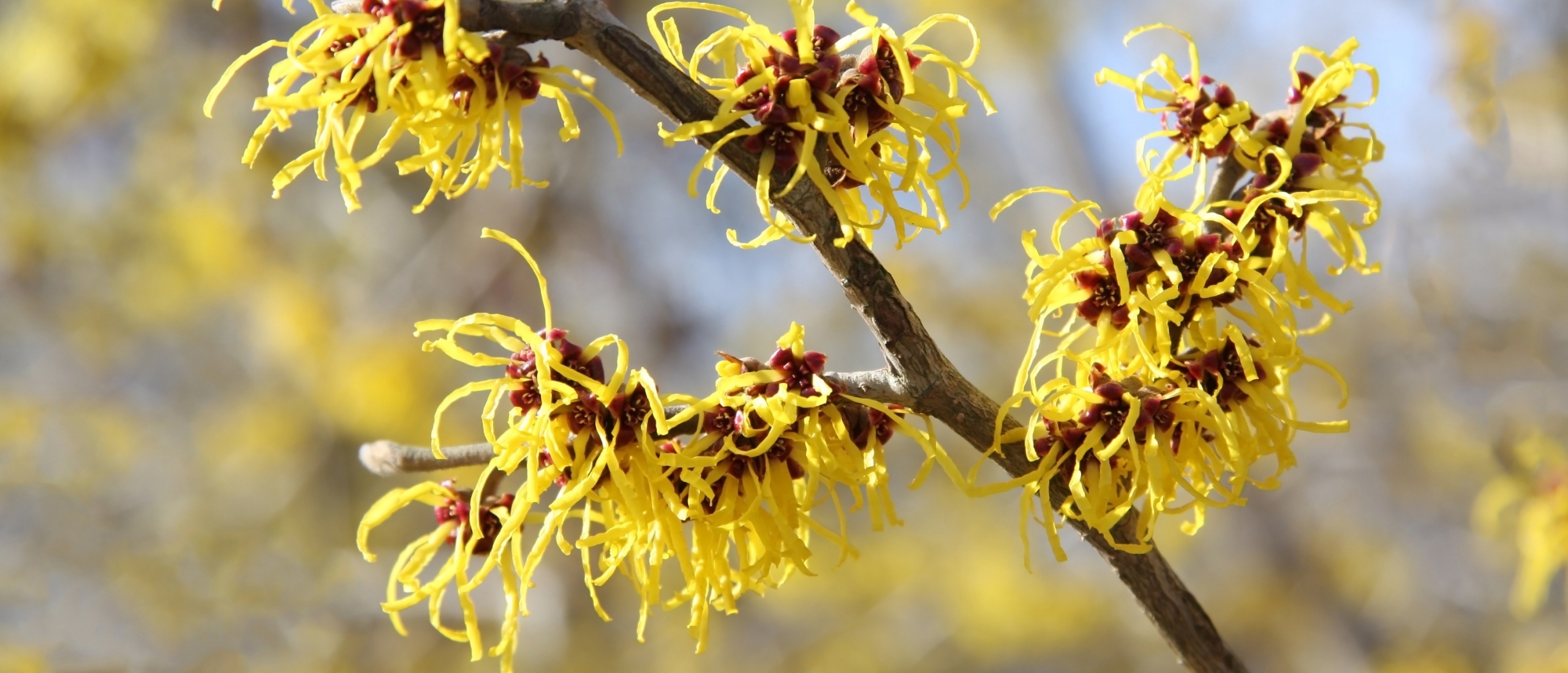 Toverhazelaar - Ik vind wat jij zoekt
