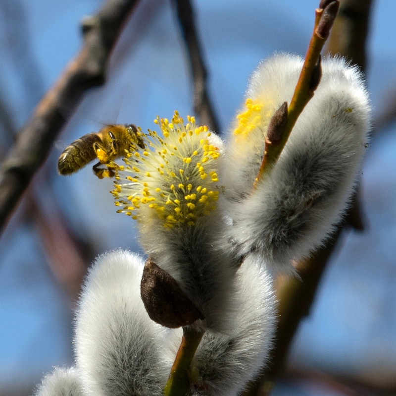Wilg - ik geef je veerkracht