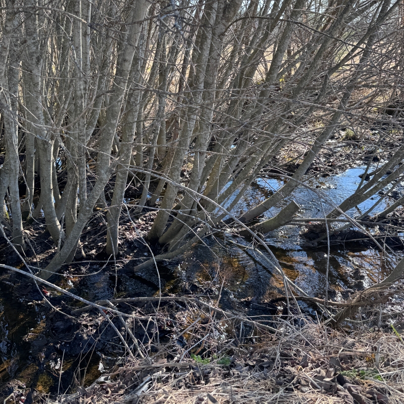 De Veerkracht van Wilg
