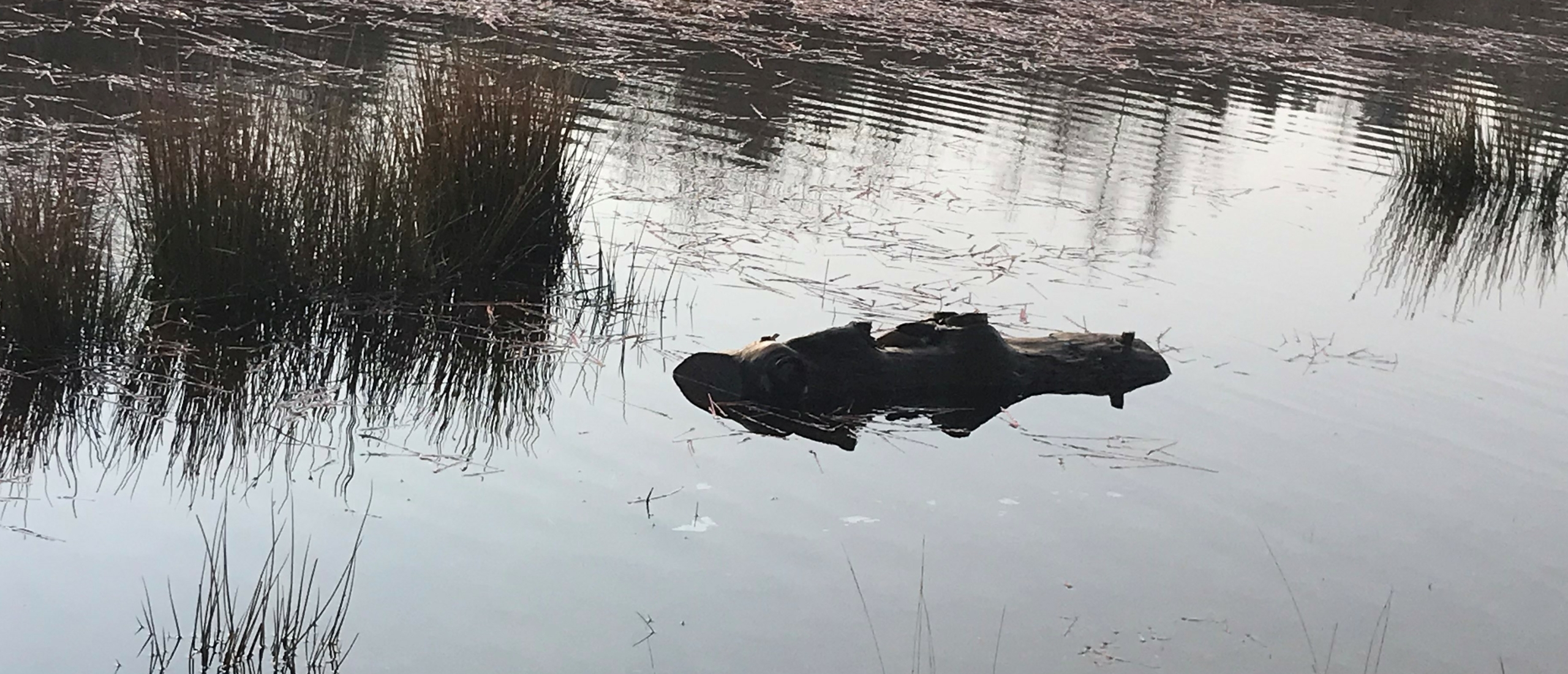 Ben jij een krokodil in eigen vijver