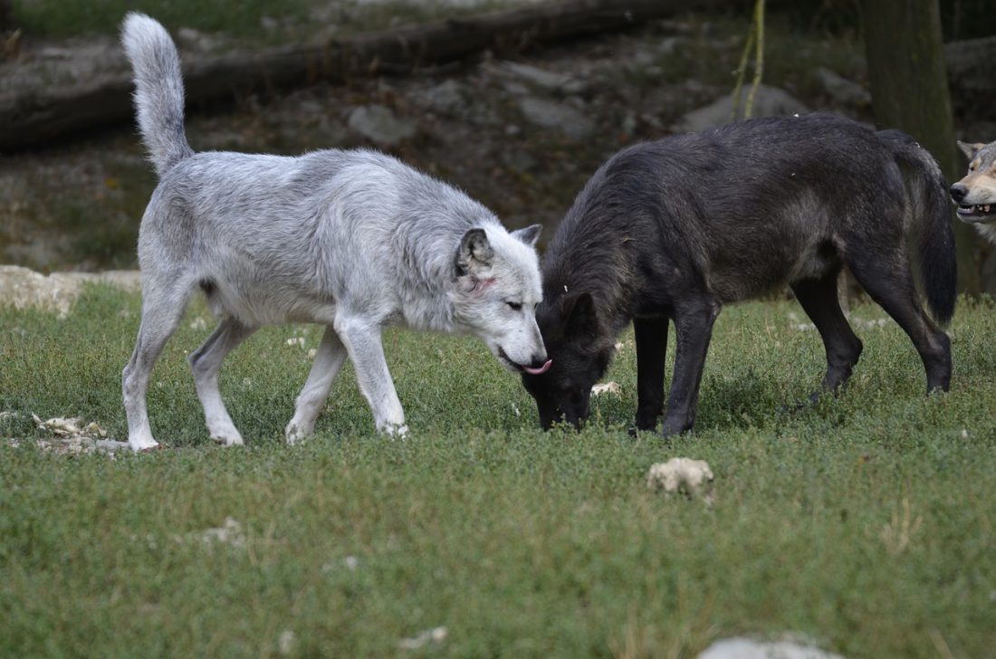 Het gevecht van de twee wolven