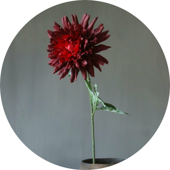 Donkerrode dahlia bloem voor sfeervol interieur