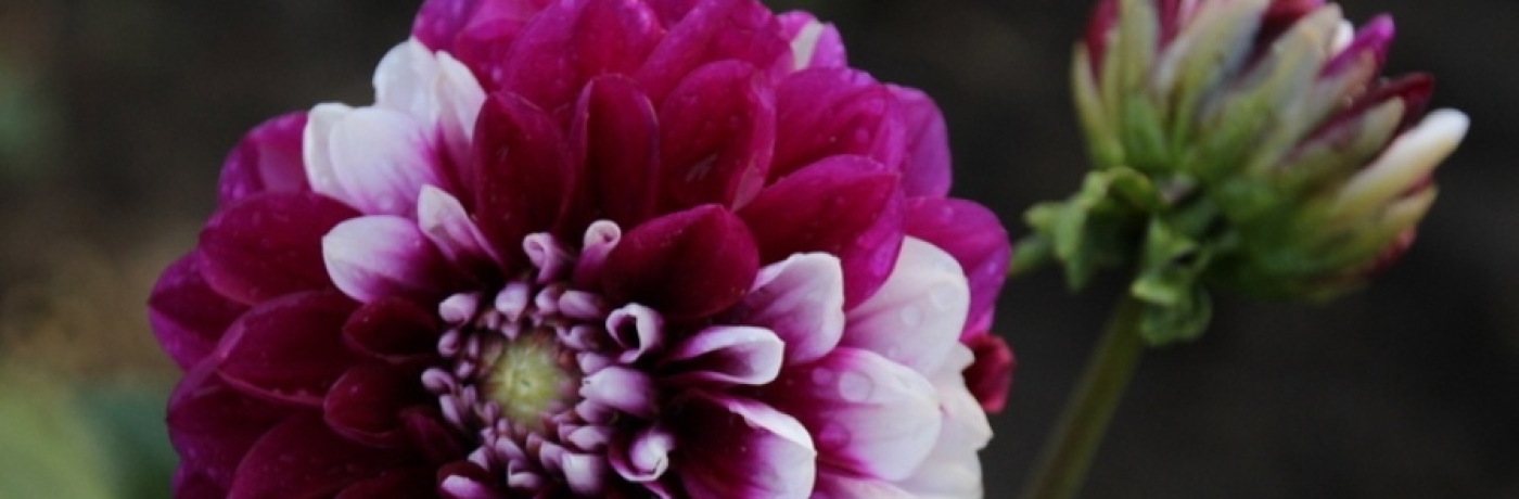 Kunstbloemen Alles Over De Opkomende Trend