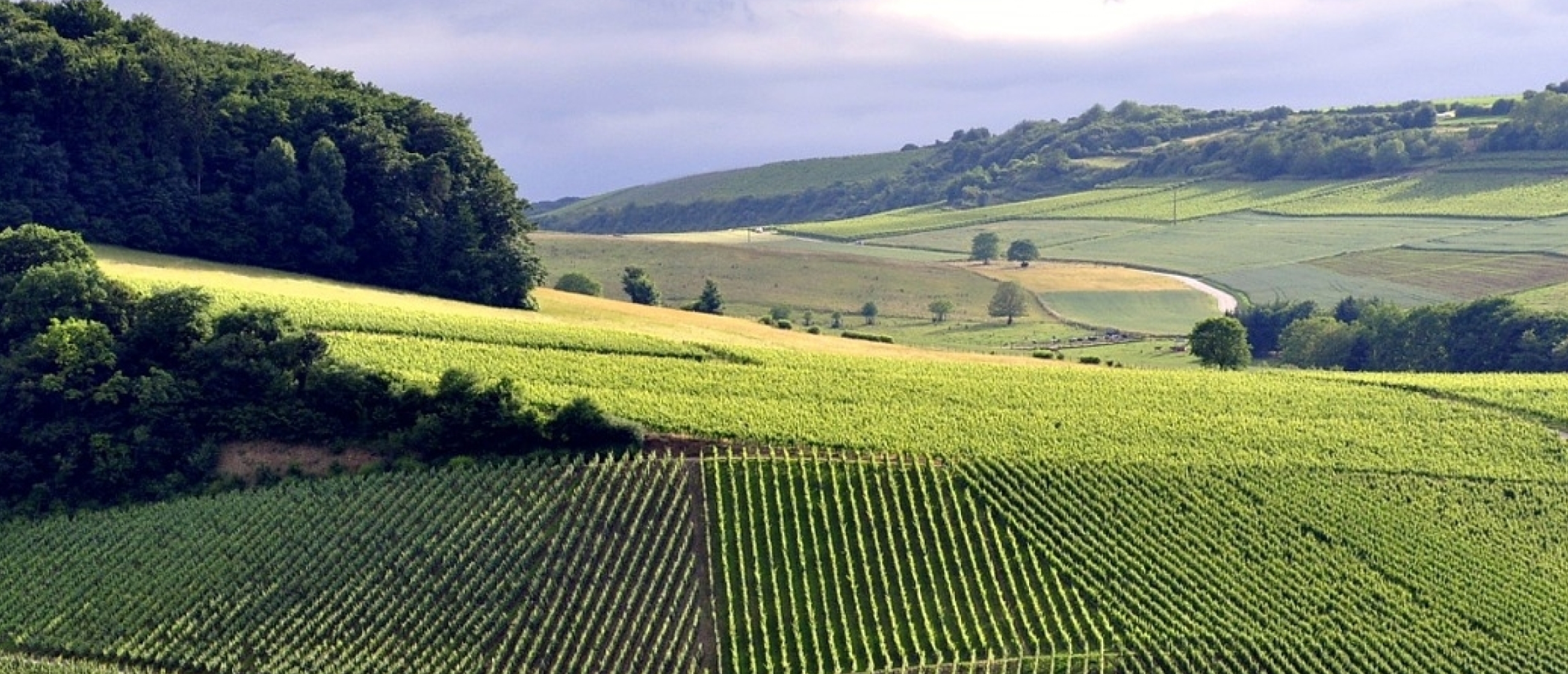 Moezelvallei met de wijnroute en wijn- en crémantkelders
