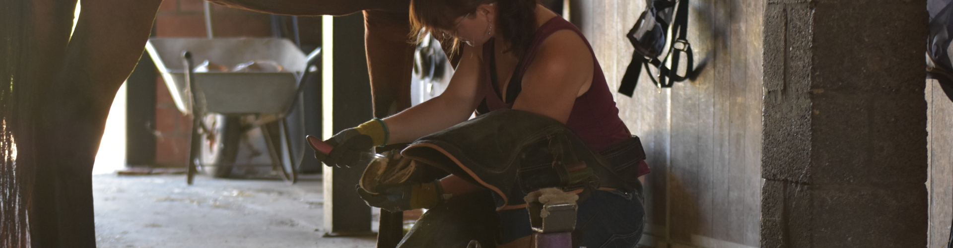 Holistic Horse Care