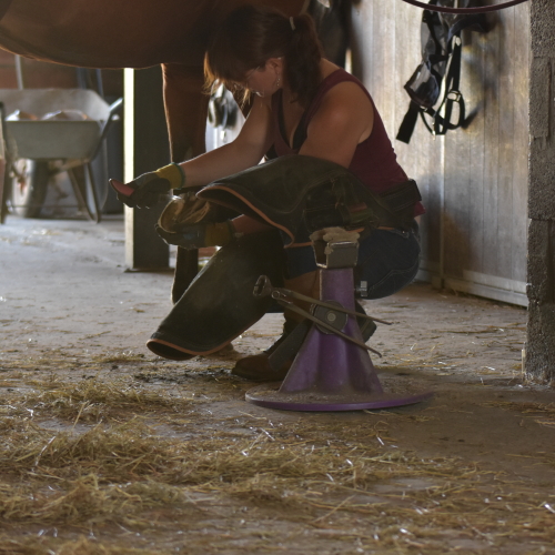 Holistic Horse Care