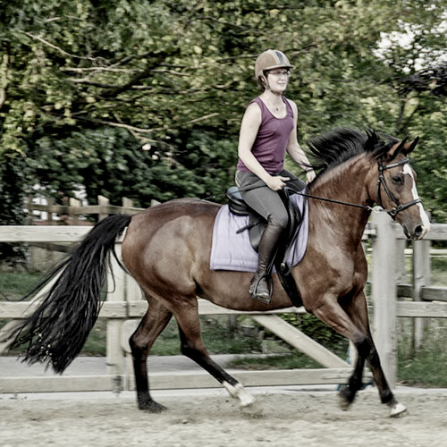 Holistic Horse Care