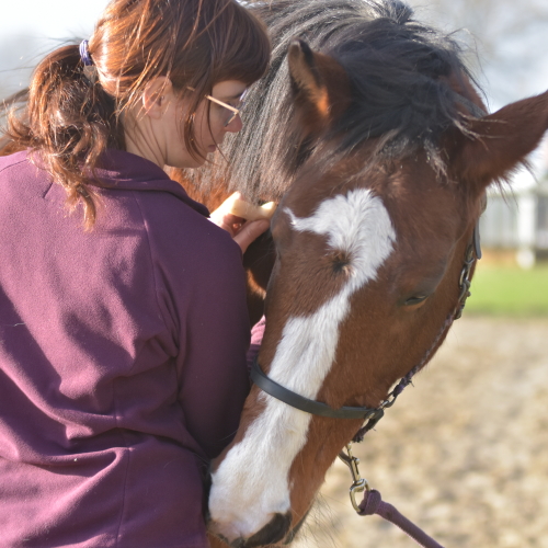 MYOFASCIALE THERAPIE Holistic Horse Care