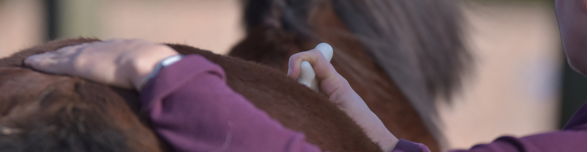 Myofasciale therapie Holistic Horse Care