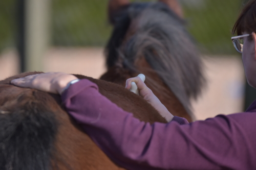 Myofasciale therapie Holistic Horse Care