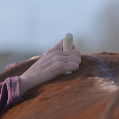 MYOFASCIALE THERAPIE Holistic Horse Care