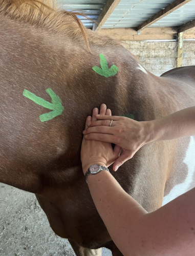Holistic Horse Care Lymfedrainage