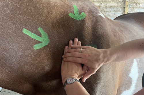 Holistic Horse Care Lymfedrainage