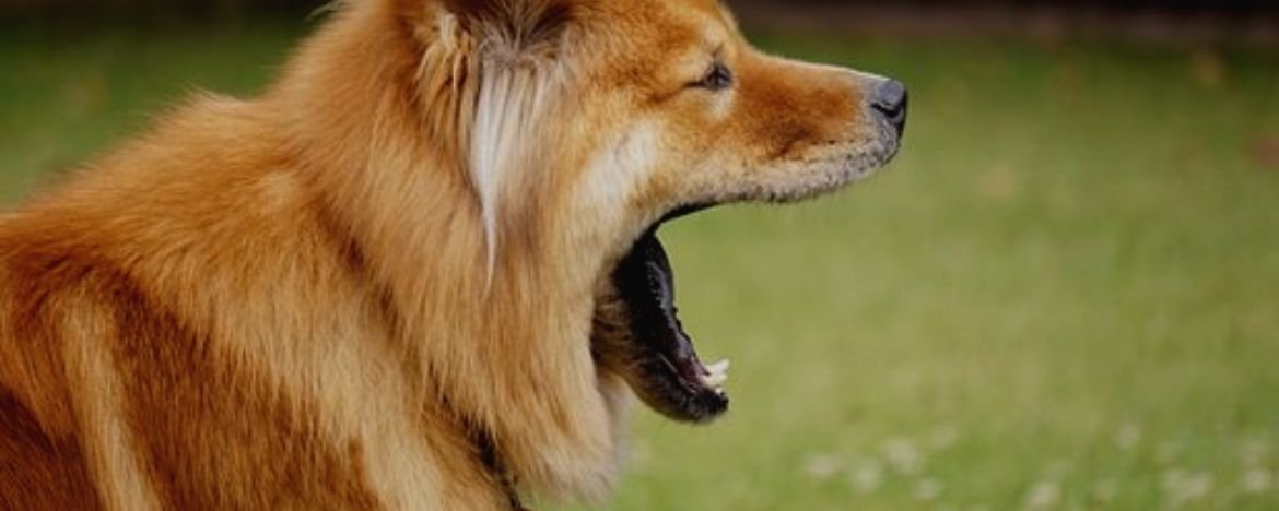Stress bij je hond tijdens training herkennen en voorkomen