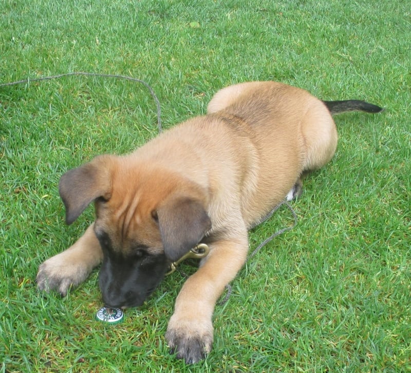 Indicating a small object young dog