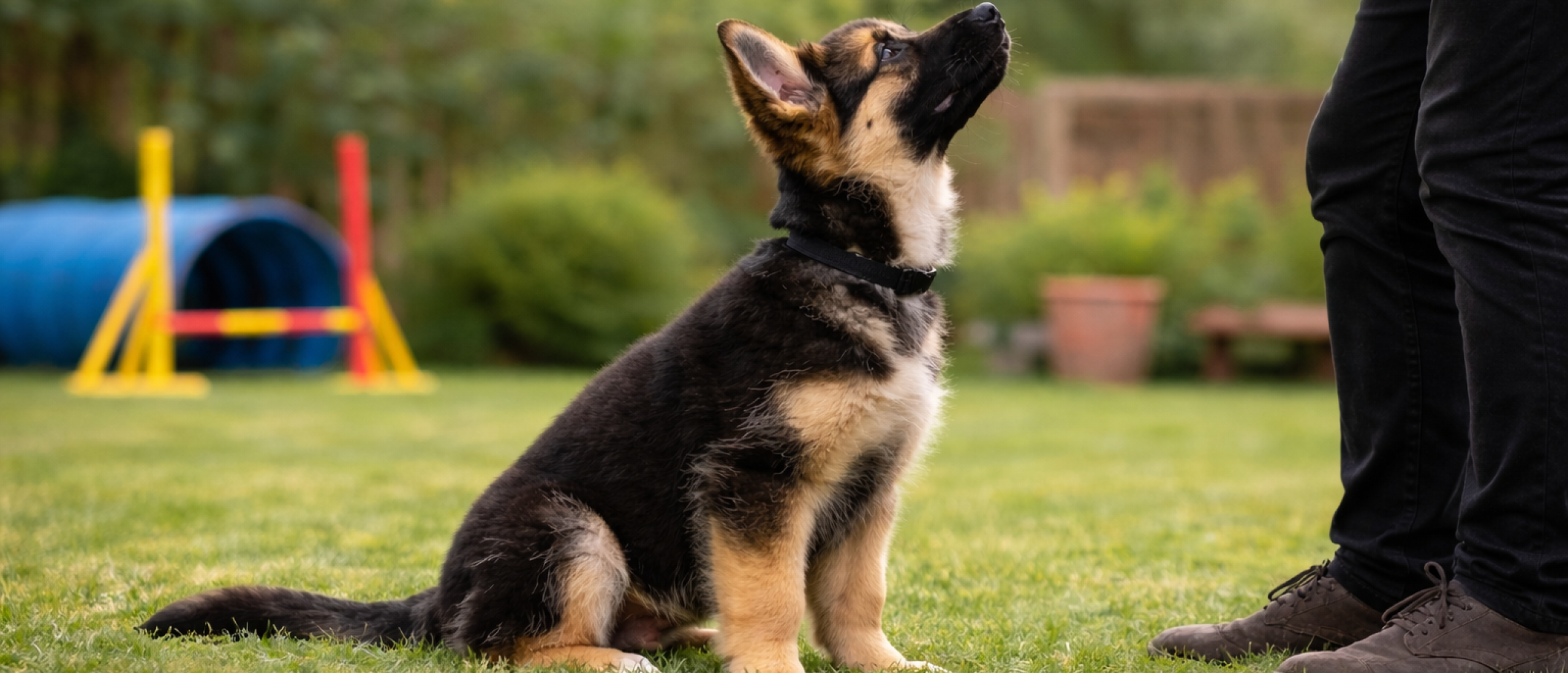 Trainen Met Een puppy. Wat Is Verstandig Om Te Doen