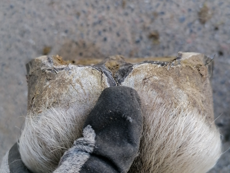 hoeven, bekappen, paarden, hoefproblemen