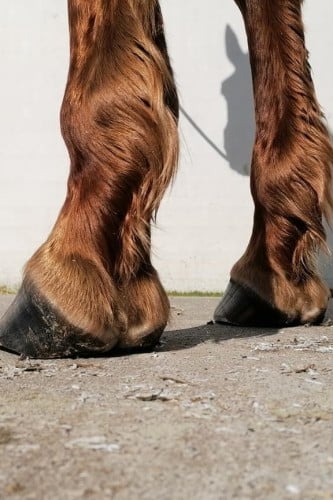 anatomisch bekappen cursus gezonde hoeven paarden