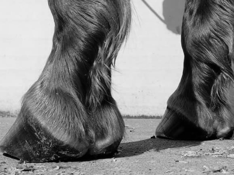 anatomisch bekappen cursus gezonde hoeven paarden