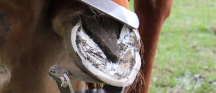 Millimeters maken het verschil. Een pleidooi voor bekappen met aandacht voor details