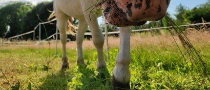 straal x straal x pi, is de oppervlakte van mijn pony: overgewicht bij paarden.