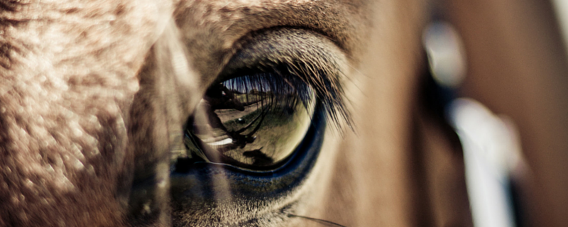 Het zicht van paarden: hoe en wat zien ze?