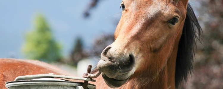 De natuurlijke nieuwsgierigheid van je paard stimuleren