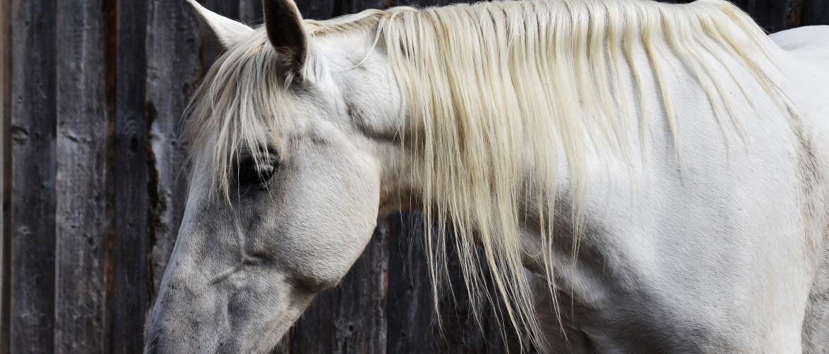 Are you catching the subtle signals your horse is giving you?