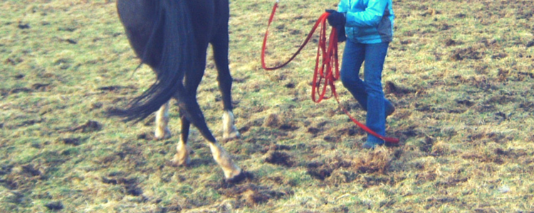 Does your horse yield to or evade the pressure?