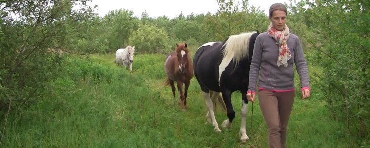 [Video] Walking in liberty with my 3 ponies