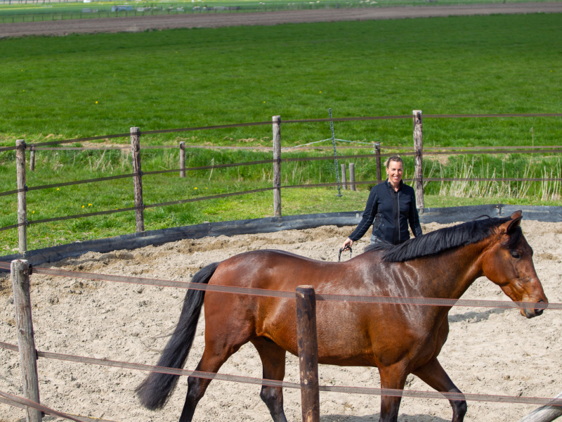 gelukkig paard door training