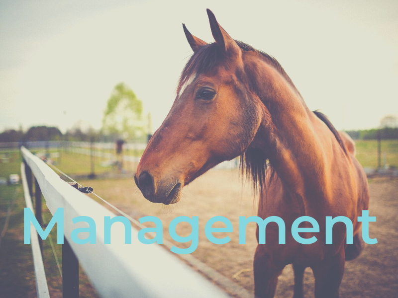 Management Horse Health Plan